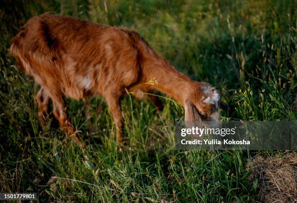 young goat grazes in a meadow - ziegenmilch stock-fotos und bilder