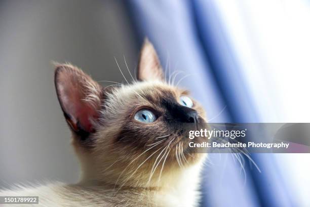 side view of a blue eyed siamese kitten - siamese cat stock pictures, royalty-free photos & images