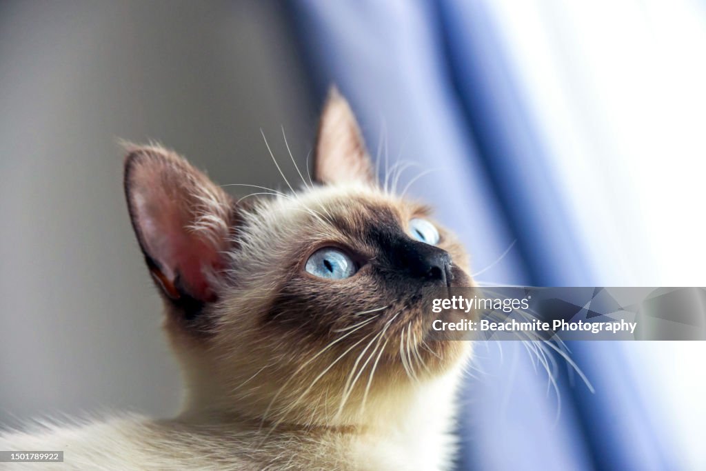 Side view of a blue eyed Siamese kitten