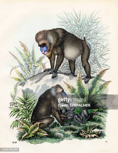 the big mandrill: rib-nose baboon - very rare plate from "book of the world" 1859 - male baboon stock illustrations