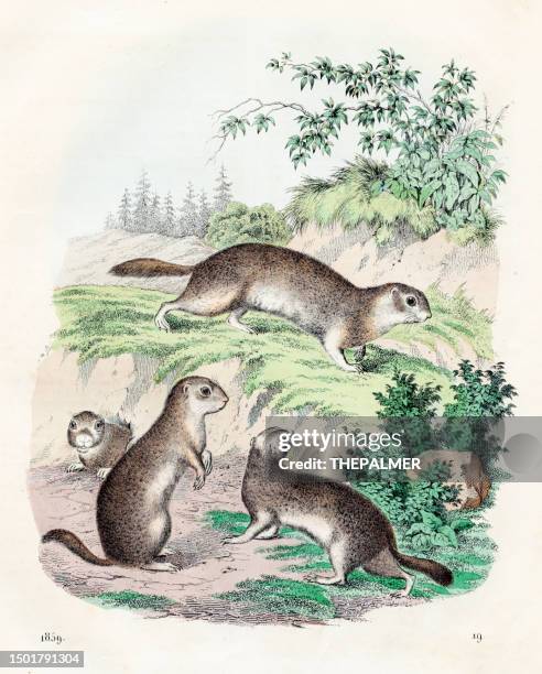 the ground squirrel - very rare plate from "book of the world" 1859 - rodent stock illustrations