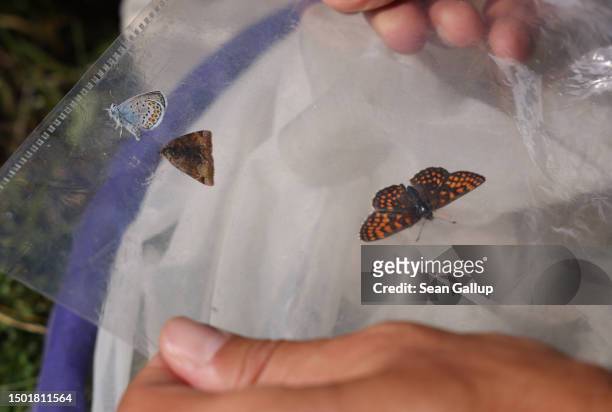 Valerian Goueset, a butterflies specialist and employee of the Viel-Falter butterfly and moth monitoring program, uses a clear plastic filing page to...