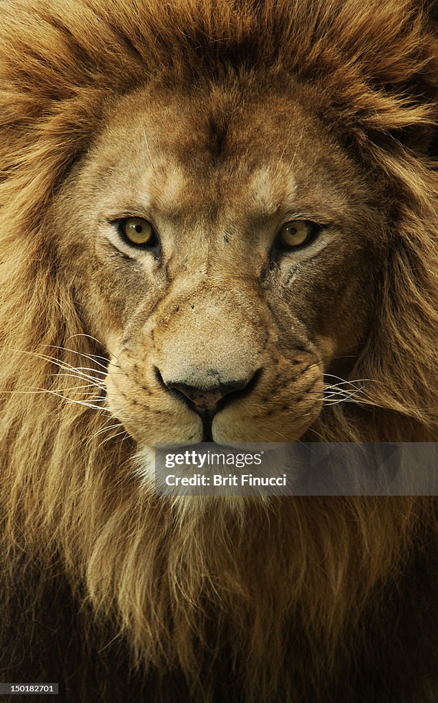 Portrait male African lion