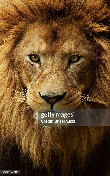 portrait male african lion - animal head stock pictures, royalty-free photos & images