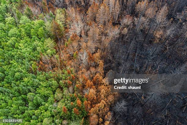 vista aerea dei danni degli incendi boschivi - cambiamenti climatici foto e immagini stock