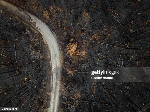 trail in burnt forest - bush land stock pictures, royalty-free photos & images