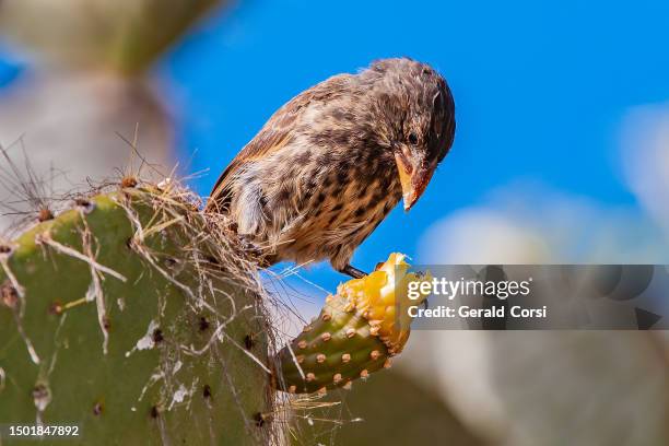 large cactus finch or genovesa cactus finch, geospiza propinqua, tower island, galapagos islands national park, ecuador. passeriformes. - vink stockfoto's en -beelden