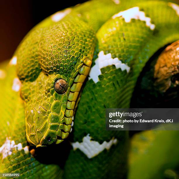 Thornhead Python Edward D Head Photos and Premium High Res Pictures - Getty Images