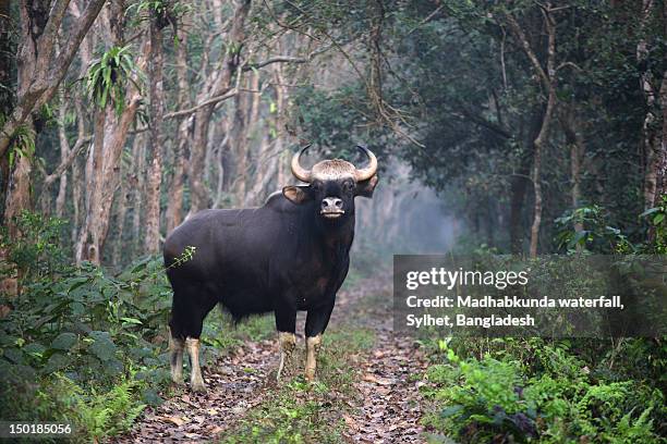 indian bison at chilapata - madhabkunda stock pictures, royalty-free photos & images
