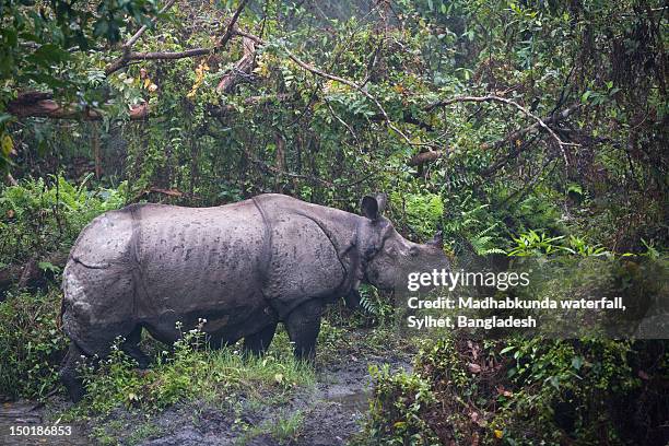 indian rhinoceros - madhabkunda stock pictures, royalty-free photos & images