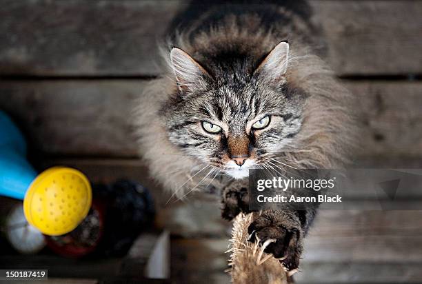 166 Scratching Post Texture Stock Photos, High-Res Pictures, and Images ...