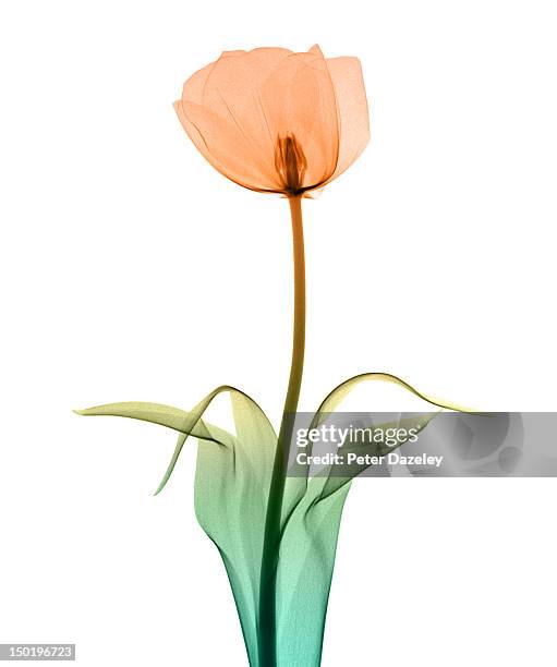 tulip_10 - xray flowers stockfoto's en -beelden