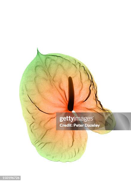 anthurium_8 - xray flowers stock pictures, royalty-free photos & images