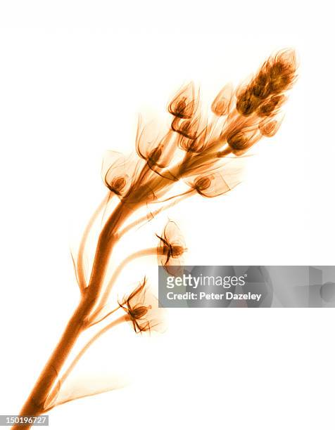 chincherinchee_13 - xray flowers stock pictures, royalty-free photos & images