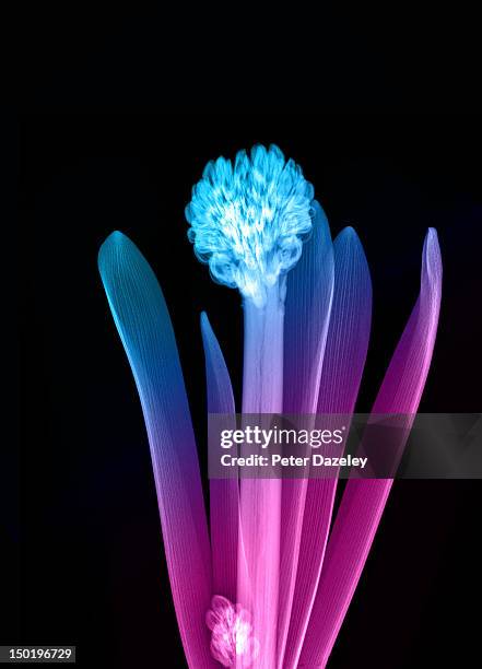 hyacinth_7 - xray flowers stock pictures, royalty-free photos & images