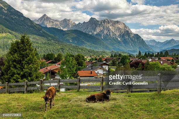 cattle in wallgau - bavaria village stock pictures, royalty-free photos & images