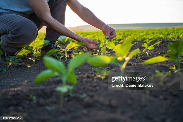 farmer examining sunflower seedlings at sunset. - farmers insurance stock pictures, royalty-free photos & images