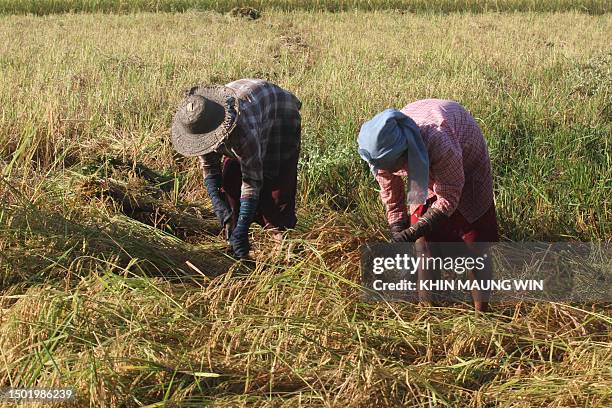 Chopping Rice Stalks Rice Stalks Photos and Premium High Res Pictures - Getty Images