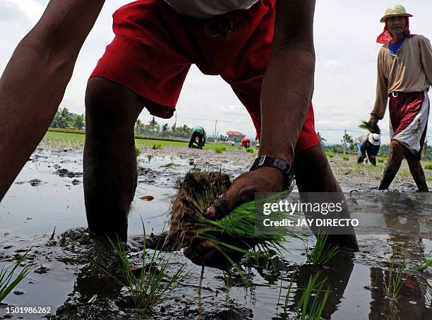 Planting Pattern For Rice Planting Rice Philippines _ THE FUTURE OF RICE FARMING IN THE ...