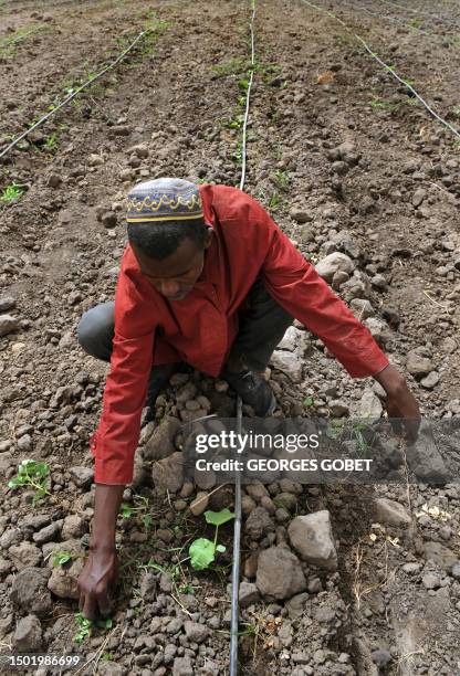 Senegalese farmers work in the fields on April 28 in Djilakh, 80km south of Dakar where a Senegalese-Spanish experimental farming project is under...