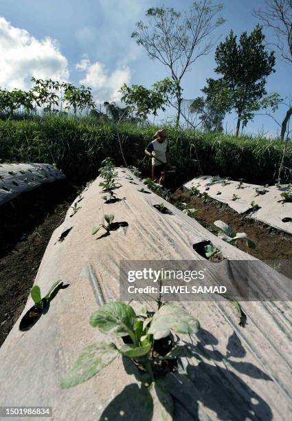 As Mount Merapi churns smokes in backdrop, a farmer works at his ash covered field in Tlogolele village, Central Java, 16 May 2006. Many Indonesian...