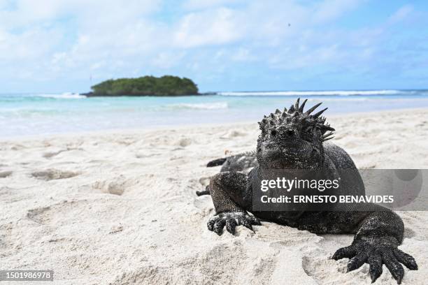 Marine iguana is seen in Tortuga Bay at Santa Cruz Island, part of the Galapagos archipelago in Ecuador, on MJuneay 26, 2023. Unusually warm for this...