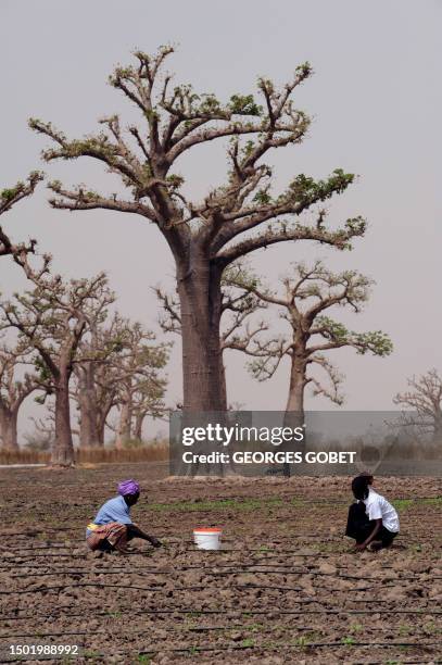 Senegalese farmers work in the fields on April 28 in Djilakh, 80km south of Dakar where a Senegalese-Spanish experimental farming project is under...