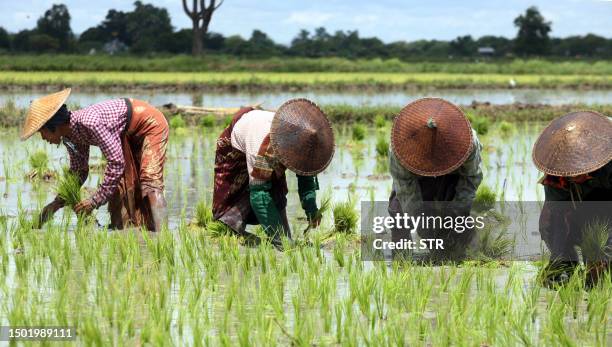 Myanmar Rural Rice 1,675 Rice Plantation Myanmar Stock Photos, High-Res Pictures, and ...