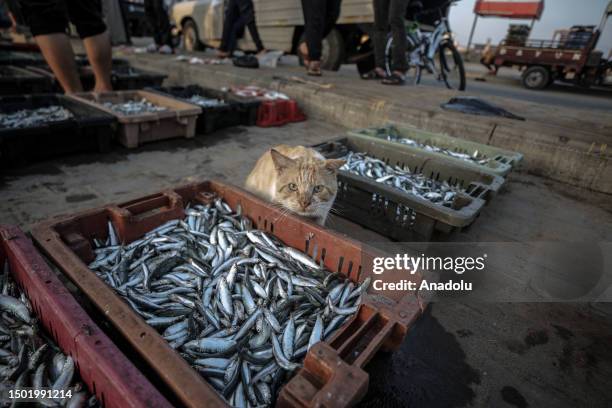 Cat stands next to a fish box at a fish market by a harbor in Gaza City, Gaza on July 05, 2023. Palestinian fishermen in Gaza sail their boats to the...