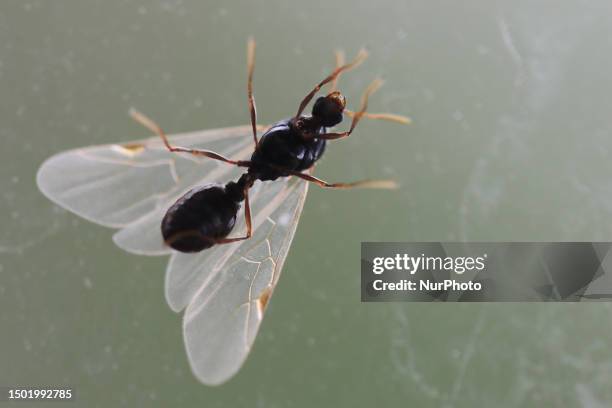 Winged ant in Toronto, Ontario, Canada, on July 02, 2023.