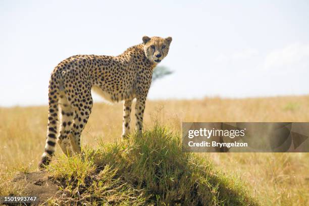 african cheetah with acacia tree - cheetah hunt stock pictures, royalty-free photos & images