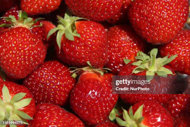 Fresh strawberries at a farm in Markham, Ontario, Canada, on July 03, 2023.