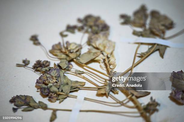 Dried flowers are seen at "ANK Herbarium" founded in 1933 by the German botanist Kurt Krause and his assistant Hikmet Birand within the Faculty of...