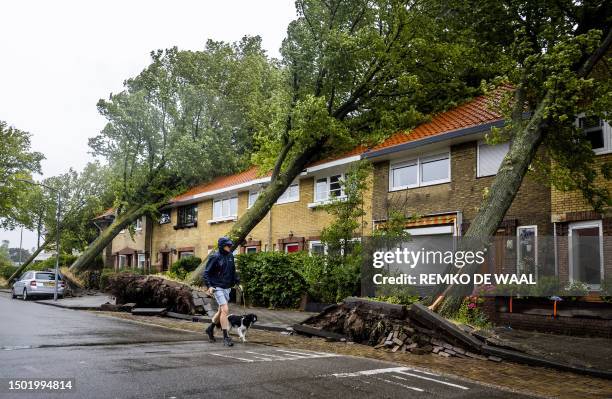 Man walk his dog by uprooted trees following a storm in Haarlem, on July 5, 2023. / Netherlands OUT