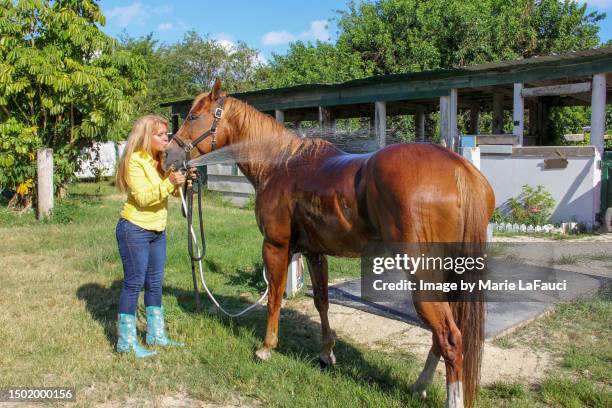 woman hosing a horse with refreshing cool water - hairy bum 個照片及圖片檔