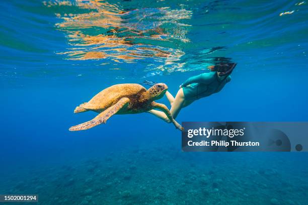 attractive young woman snorkelling with green sea turtle swimming on the surface of the ocean - maui imagens e fotografias de stock