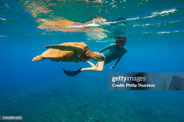 attractive young woman snorkelling with green sea turtle swimming on the surface of the ocean - snorkeling stock pictures, royalty-free photos & images