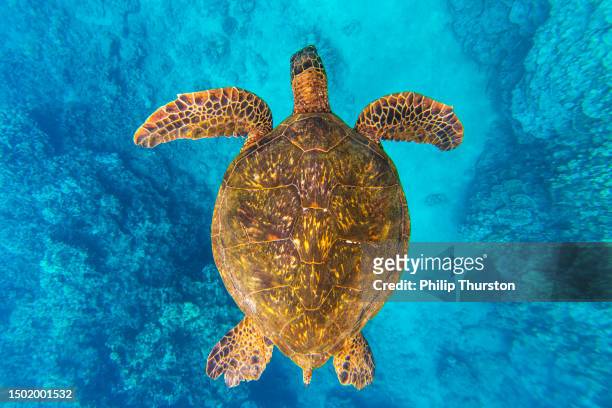 directly above a green sea turtle swimming over coral through clear blue ocean - sea turtle stock pictures, royalty-free photos & images