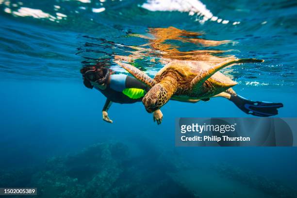 young woman swimming alongside green sea turtle in the ocean - sea life stock pictures, royalty-free photos & images
