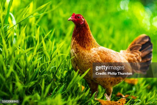 free range chicken roaming in lush green grassy forest with bright sunlight during the day - philip browne stock pictures, royalty-free photos & images