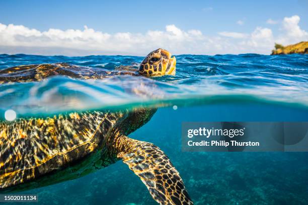 tartaruga marina verde che prende fiato sulla superficie dell'oceano - tartaruga foto e immagini stock