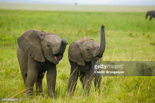 サバンナのアフリカゾウ - ゾウの鼻 ストックフォトと画像
