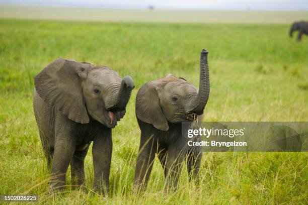 african elephants on savannah - african elephant stock pictures, royalty-free photos & images