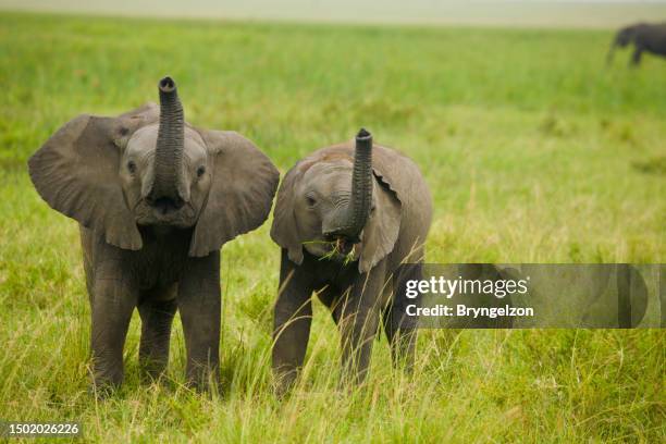 african elephants on savannah - elephant calf stock pictures, royalty-free photos & images