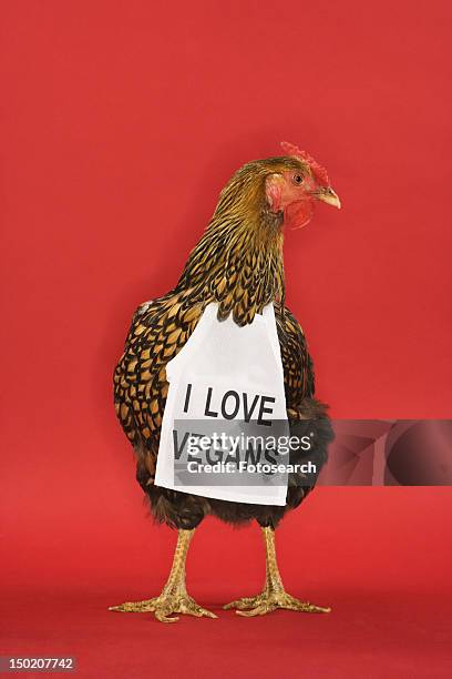 golden laced wyandotte chicken wearing sign reading i love vegans - golden wyandottes stock pictures, royalty-free photos & images