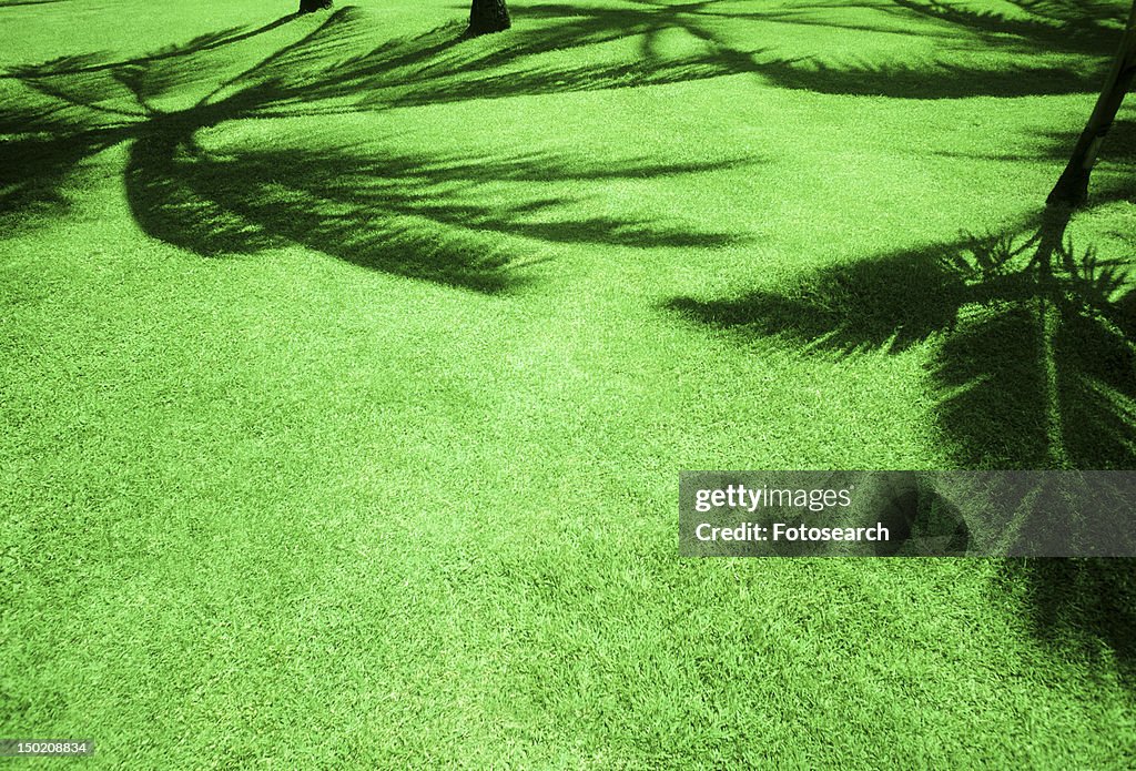 Shadow of palm trees on green grass