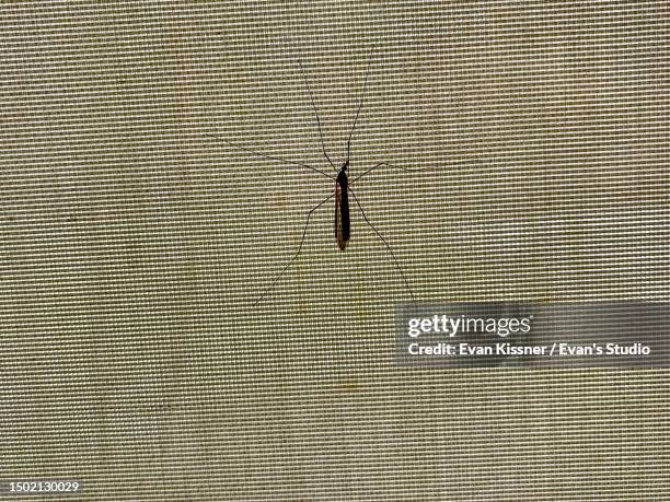 sunlit crane fly on window screen - moustiquaire photos et images de collection