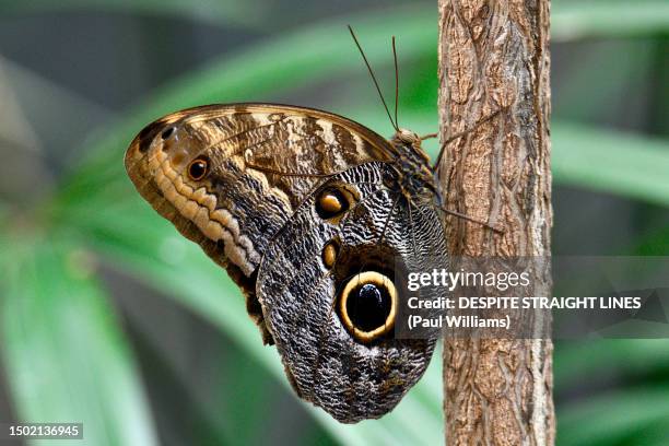 costa rican owl butterfly (caligo memnon) - owl butterfly stock pictures, royalty-free photos & images