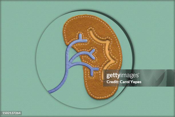 kidney in felt art - chronic illness abstract stock pictures, royalty-free photos & images
