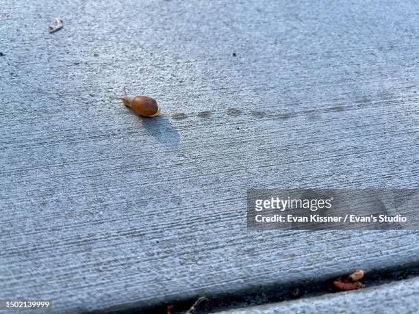 snail on the move. a snail’s journey across the sidewalk - opposite directions stock pictures, royalty-free photos & images